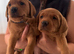 Fox red/black chunky puppies