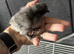 Week old silkie chicks