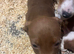 Dachshund x jack russell