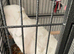 Tame tame talkative cockatoo