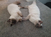 2 beautiful ragdoll brothers