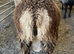 Premium Pedigree Shetland Ram Lambs