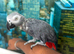 African Grey Taned and Talking