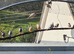 Java sparrows and zebra finches
