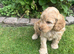 F1b cockapoo puppies