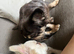 Full visible fluffy frenchie pair