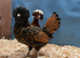 Stunning Polish bantams for sale from excellent stock- variety of colours