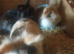 2 lion head boy rabbits