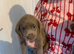 Silver Labrador puppies