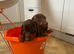 Miniature dachshund 4 available