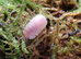 Cubaris Cherry blossom isopod
