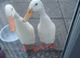 2 white male indian runner ducks