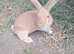 Beautiful bunnies