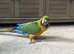 Urgent sale beautiful rare milligold macaw