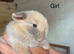 2 Stunning Baby Mini Lops