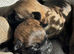 Gorgeous Cairn Terrier Puppies