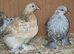 Pekin pullets