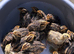 Quails Chicks (Jambo Japanes Coturnix) available