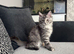 Female main coon kitten