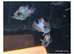 Electric Blue Acara fish
