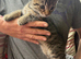 1 lovely little male kitten