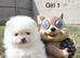 High quality KC reg puppies from imported lines