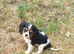 Beautiful cavalier king charles puppies