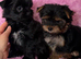 Yorkshire terrier pups,ready to Go