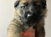 German Shepherd Puppies for sale
