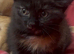 Cute fluffy kittens used to dogs