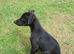 REDEVELYN WHIPPET'S, KC REG NR GLOUCESTER.
