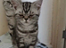 Bsh.kitten boy looking for new home now.