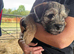 Border Terrier Puppies