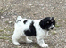Polish Lowland Sheepdog
