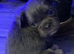 Isabella Lilac and Tan Fluffy French Bulldog Puppies