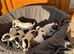 Jack russell