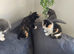 Beautiful Kittens Looking for Their Forever Homes