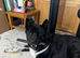 Akita male