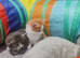 Calico and maincoon kittens