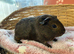 Swiss baby boy guinea pig