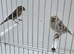 BEAUTIFUL PROVEN PAIR OF REDPOLLS MUTATION COLOURS