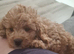 Cavapoo