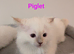4 ragdolls kittens ready to go now