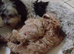 Maltipoo puppies ready now