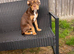 Gorgeous chocolate trio olde tyme bulldog