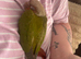 Baby silly tame conure