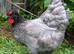 Tutti frutti point of lay pullets ( blue egg layers)