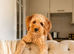 Real Life Teddy Bear Cavapoo Boy Puppy