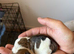 Beautiful Jack Russell puppies