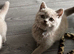 Beautiful Lilac British Shorthaired Kittens